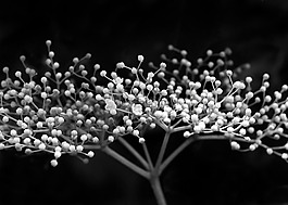 老年,花卉,植物