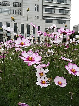 花,花海,校园