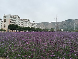 花,花海,校园