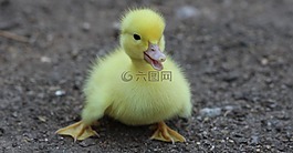 大一率,鸟类,黄色