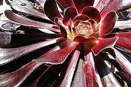 花,多汁,提供