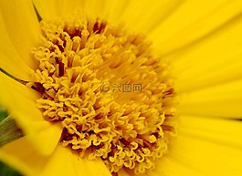 花,内部,黄色
