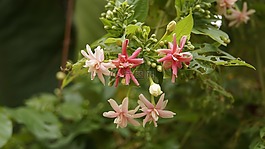 指甲,指甲花,花