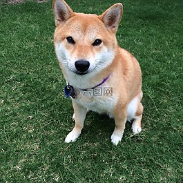 shiba inu,狗,总督 meme