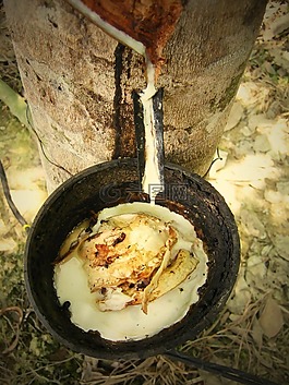 乳胶,橡胶,胶树