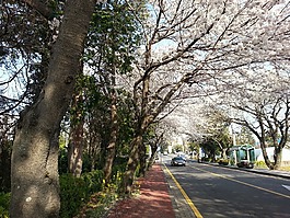 济洲岛,韩国,济州