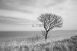 树,海洋,风