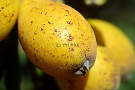 nispel,枸杞子,枇杷