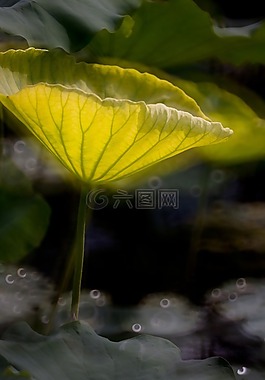 lotus,leaf,pond