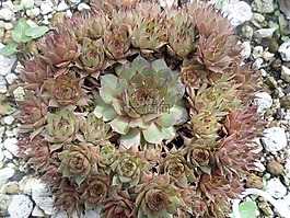 虎爪,植物,一种肉质植物