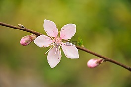 樱花,白色,春天