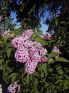 紫色的丁香花,器官,花卉