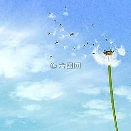 背景,蒲公英,蓝色的天空