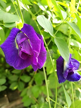花,豌豆,紫色的花