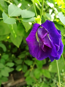 花,豌豆,紫色的花
