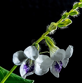 小花,开花,白色紫色