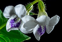 小花,开花,白色紫色