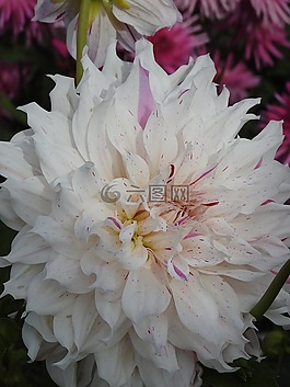 鲜花,夏季,夏季花卉
