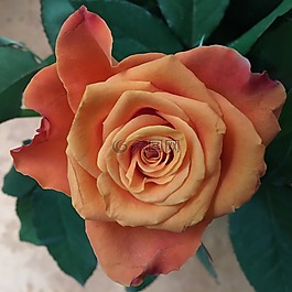 玫瑰,花,感情
