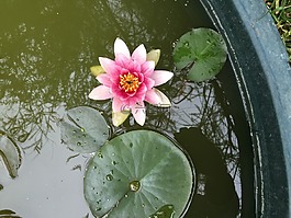 性质,美容,花