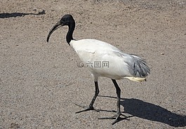 鸟,朱鹭,黑领导宜必思酒店