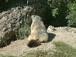 山,旱獭,野生动物