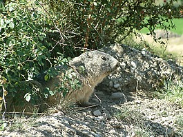 山,旱獭,野生动物
