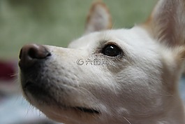 狗,雪,ko