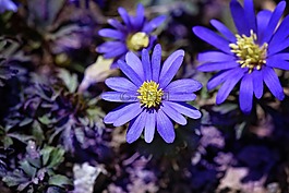 巴尔干 银莲花,蓝色,蓝色花