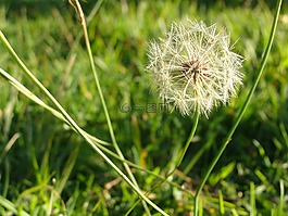 希望,花蒲公英,种子