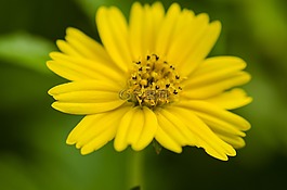 花卉,花蕊,微距