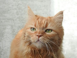 猫,红getiegert,红猫