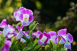鲜花,萨尔瓦多,钟声