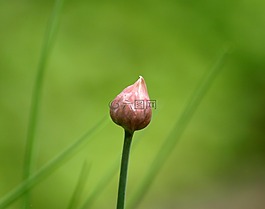 韭菜芽,芽,韭菜