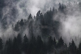 冷杉,雾,有雾