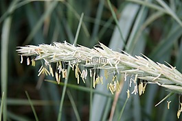 莱姆草,aks,frøstand