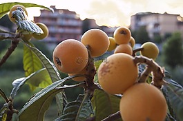枇杷,水果,性质
