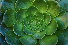花,多汁,植物