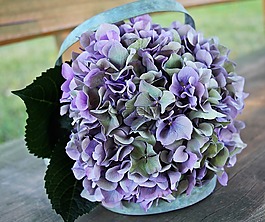 八仙花,花,开花