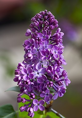紫色丁香花图片 紫色丁香花素材 紫色丁香花模板免费下载 六图网