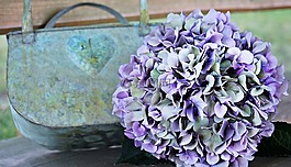 八仙花,花,开花