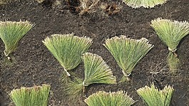 景观,夜,游乐设施