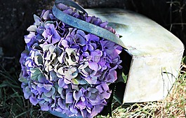 八仙花,花,开花