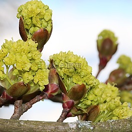 芽,梧桐,樹