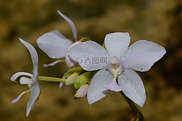 洁白的花朵,花,自然