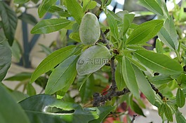 杏仁,杏仁树,鲜花