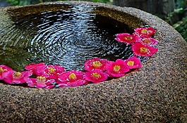 日本,日本风格,鲜花