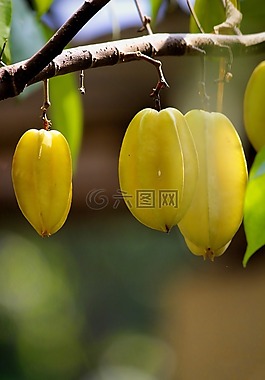 杨桃,水果,新鲜