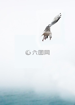 海鸥,鸟,海