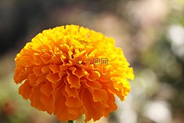 万寿菊,花,黄金